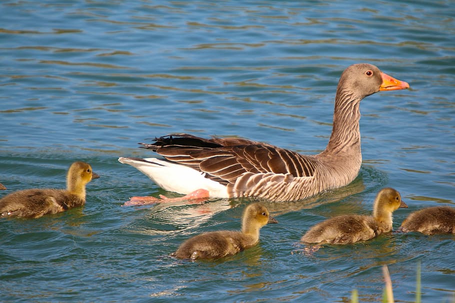 animals, waterfowl, ducks, young, fluffy, bird, goose, nature HD wallpaper