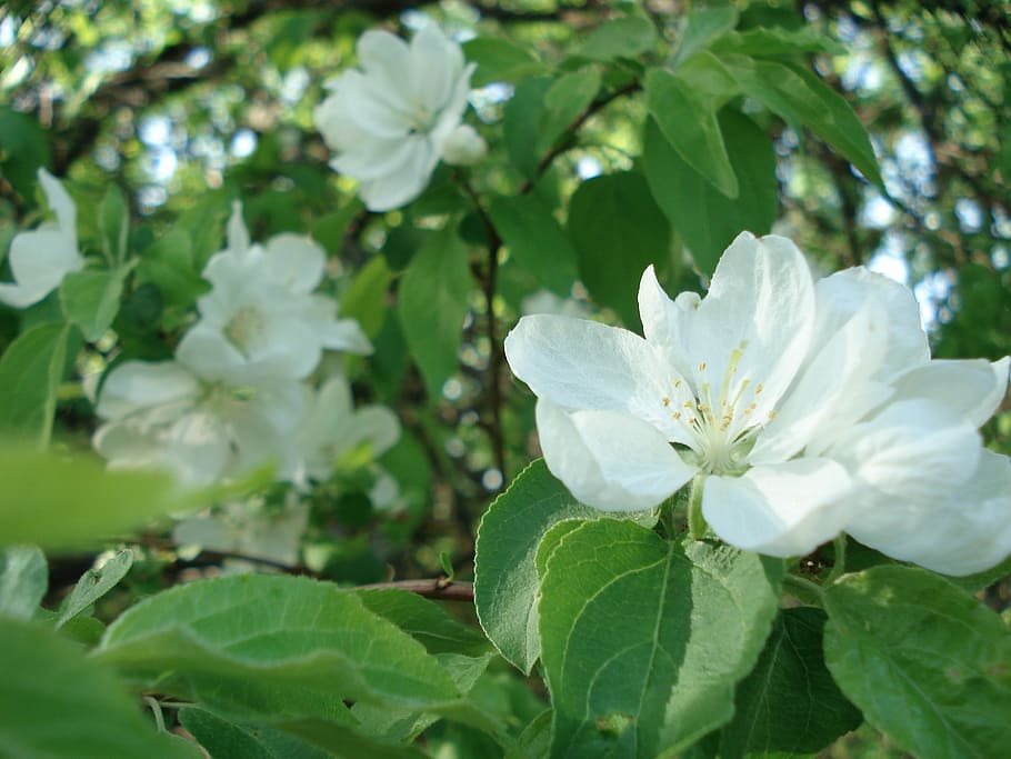 apple tree, flowering, spring, spring flowers, plant, flowering plant HD wallpaper