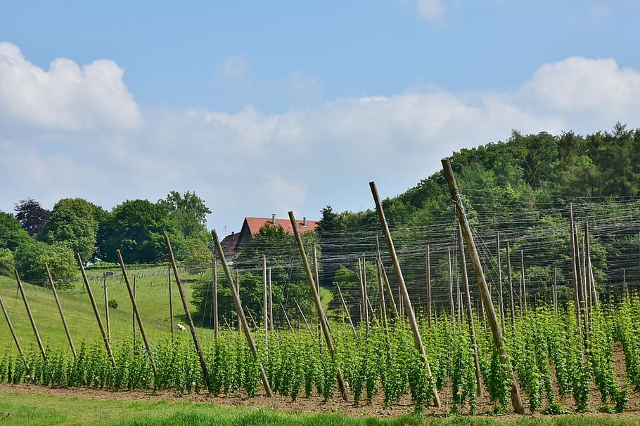 green plant under blue sky at daytime, hops, cultivation, wachsbau