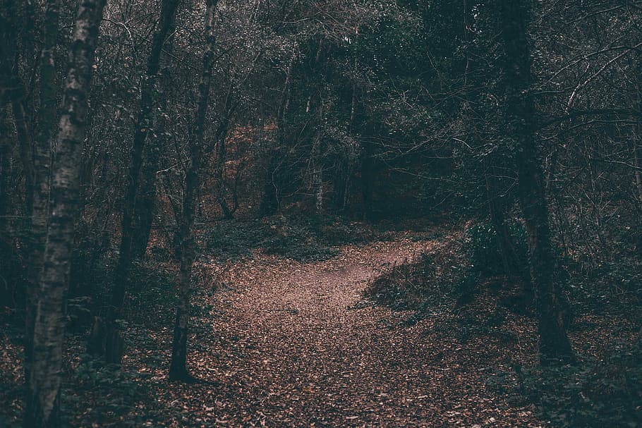 pathway between forest wallpaper, landscape photography of forest HD wallpaper