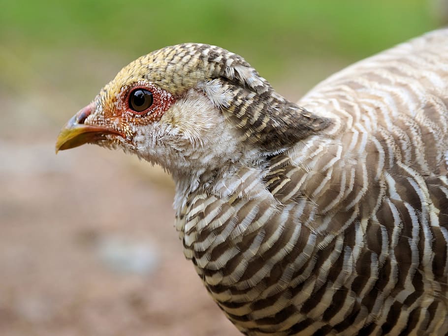 selective focus photography of brown bird, goldfasan, pheasant HD wallpaper
