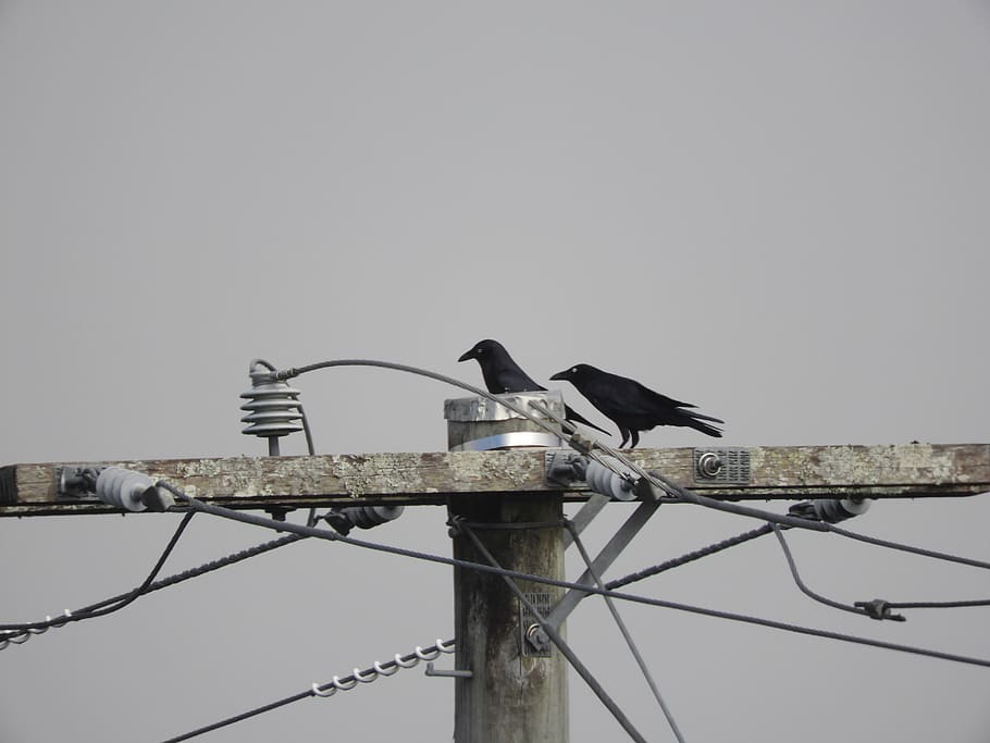 crow, bird, fog, telegraph pole, vertebrate, perching, animal themes, HD wallpaper