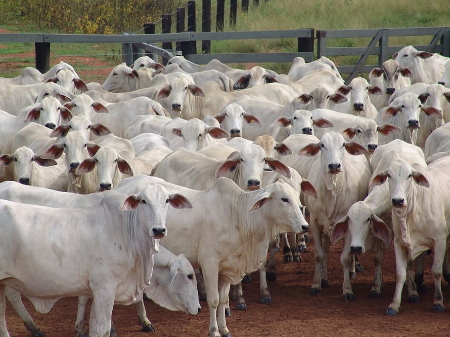 group of white cows, herd, bitch, nellore, many cows, cattle, HD wallpaper