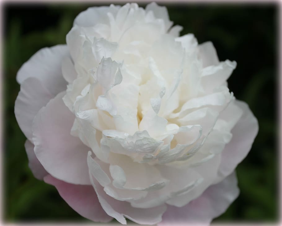 Peony, Single, Macro, Nature, Elegance, white, flower, white color HD wallpaper