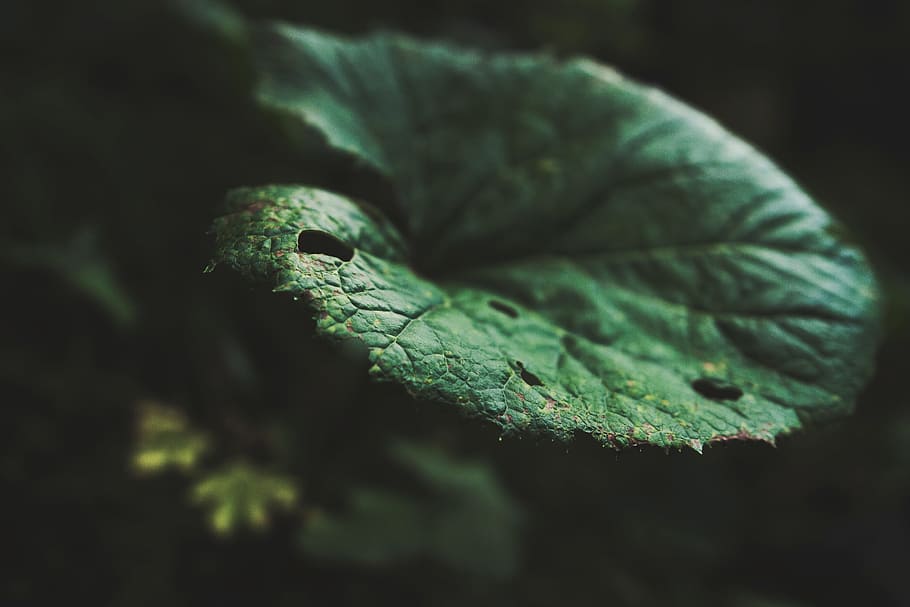 selective focus of green leaf, green plant, close up, photo, daytime HD wallpaper