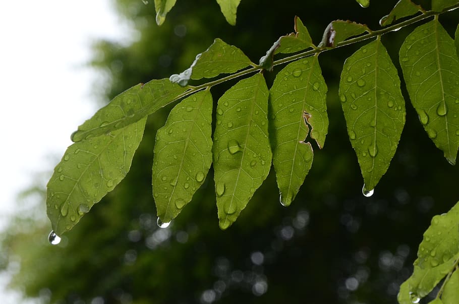 leaf, nature, flora, growth, outdoors, plant part, green color HD wallpaper