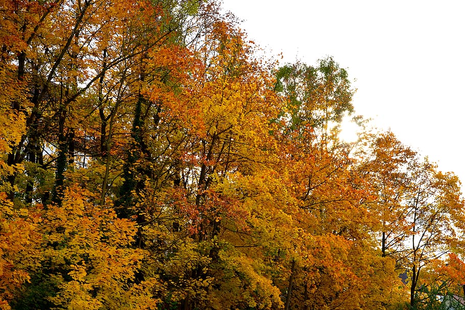 autumn, leaf, season, tree, plant, change, beauty in nature HD wallpaper