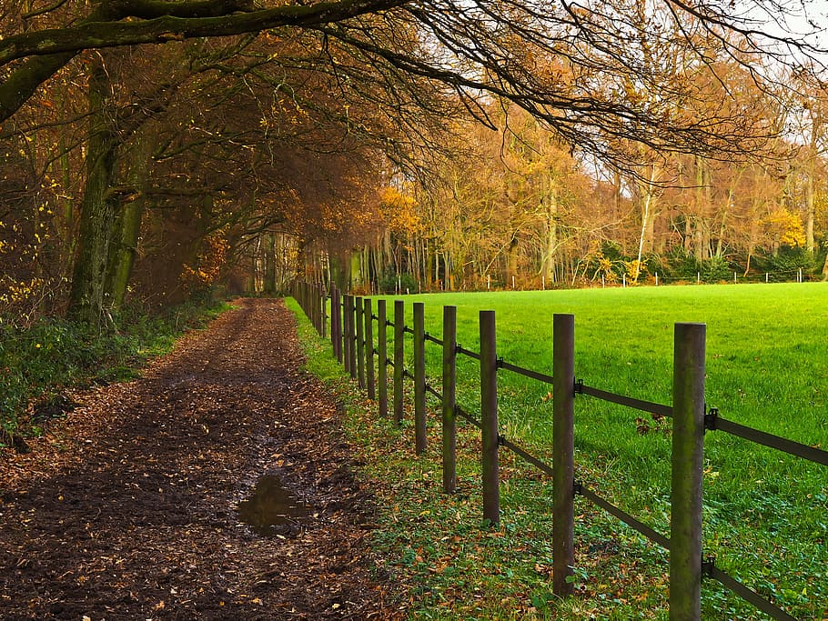 landscape, nature, forest, away, autumn, fence, tree, plant HD wallpaper