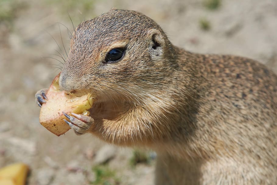 zisel, gophers, eat, rodent, croissant, animals, cute, zoo HD wallpaper