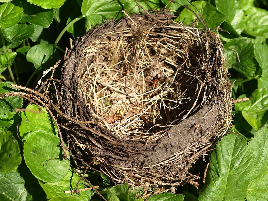 nest, bird's nest, nesting place, nature, hatchery, plant part
