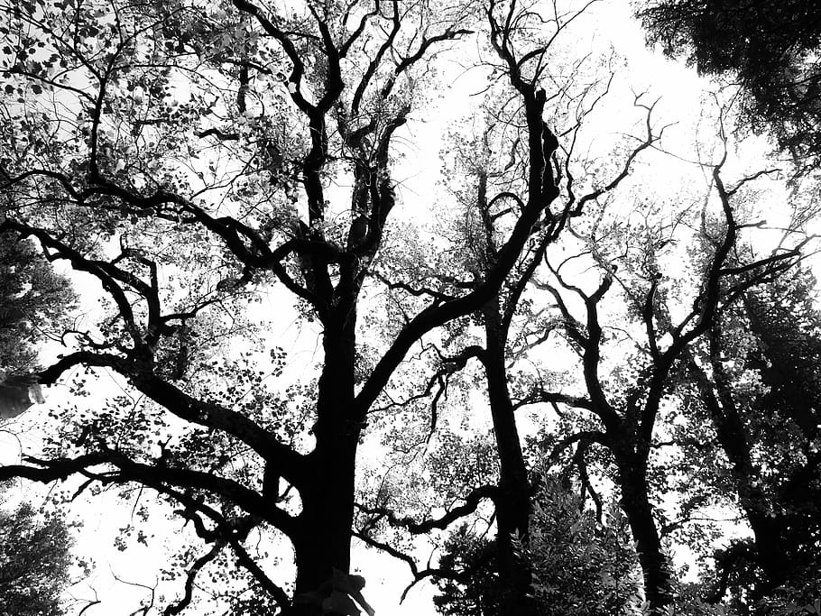 trees, abstract, shadow, silhouettes, white background, bw HD wallpaper