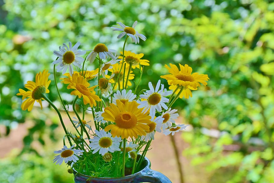 yellow and white flowers on mug, daisies, sun flower, wildflowers, HD wallpaper