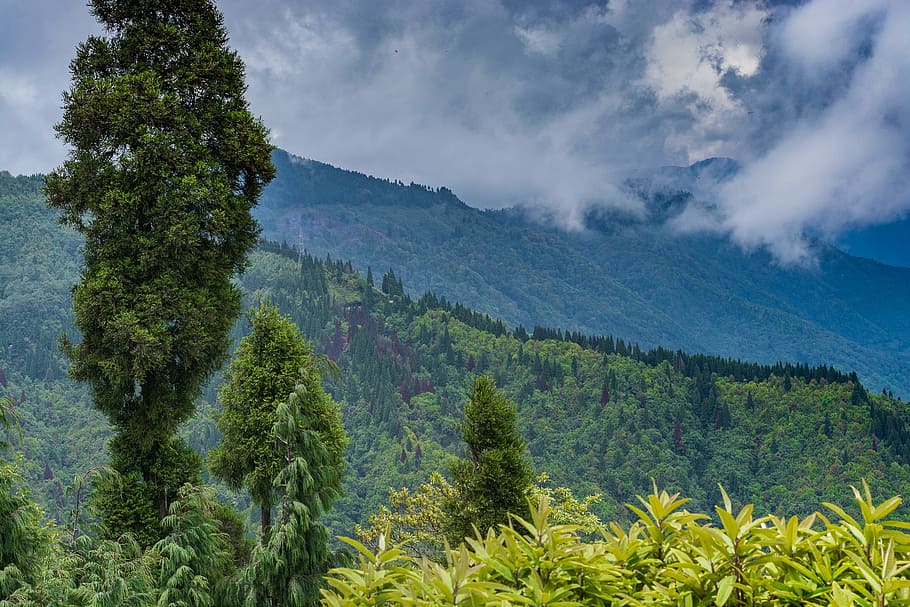 nature, tree, mountain, wood, landscape, sky, panoramic, hill HD wallpaper