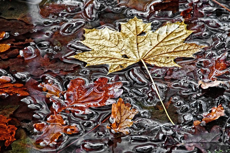 brown maple leaves, fall foliage, puddle, maple leaf, autumn HD wallpaper