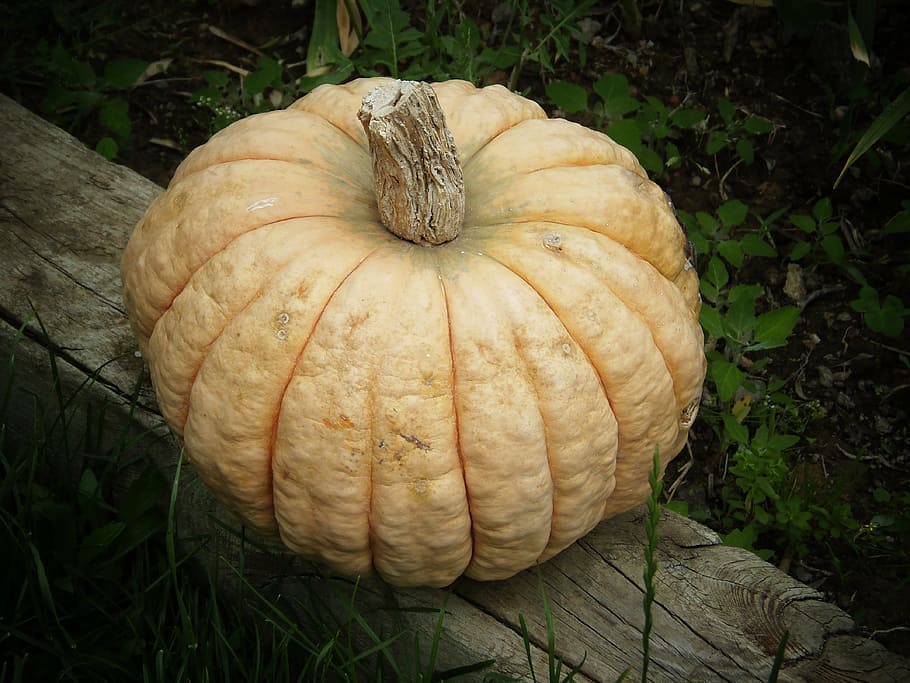 pumpkin, fruit, dessert, vegetable, food and drink, freshness HD wallpaper