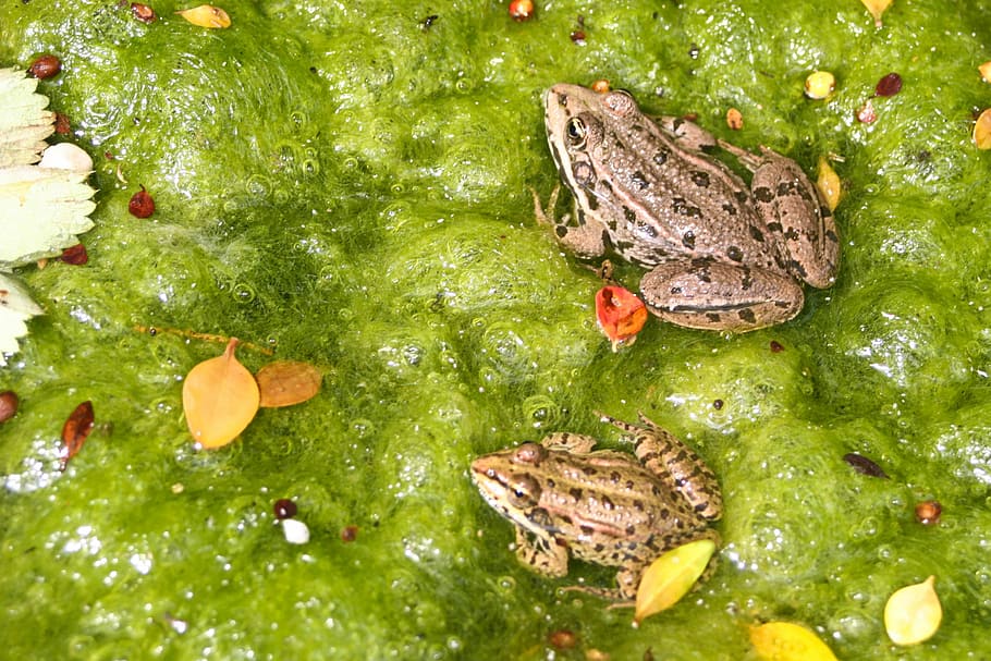 Frog, Animals, Nature, frogs, green color, no people, water HD wallpaper