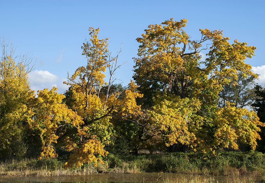 fall background, trees, water, sky, autumn, nature, foliage HD wallpaper