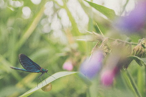 low-angle of blue butterfly on grass, selective focus of black and green dragonfly during daytime HD wallpaper