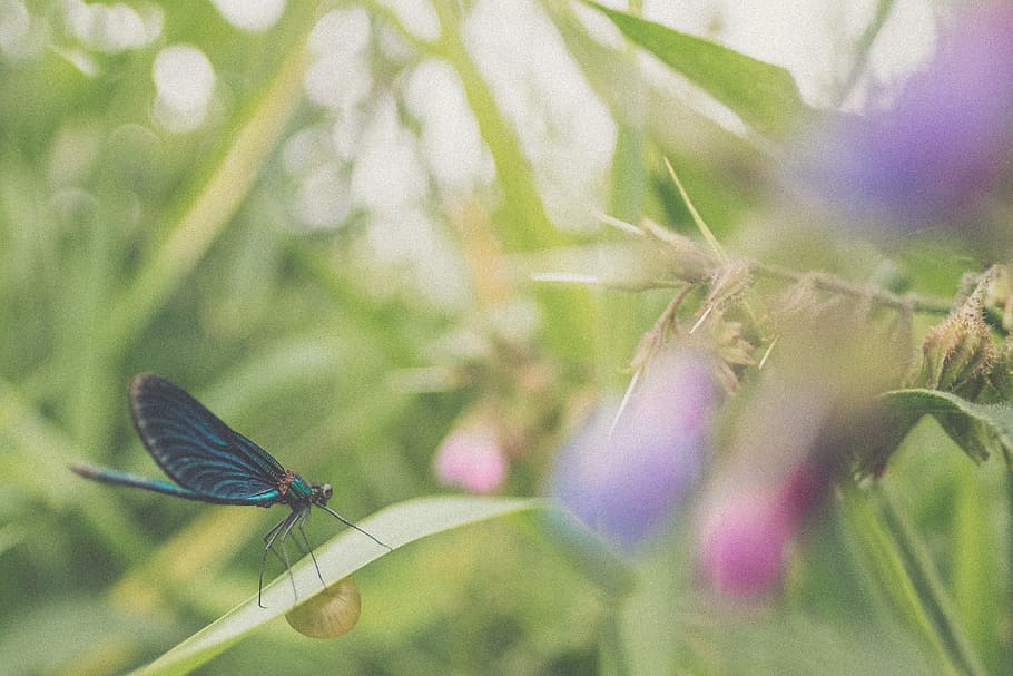 low-angle of blue butterfly on grass, selective focus of black and green dragonfly during daytime HD wallpaper
