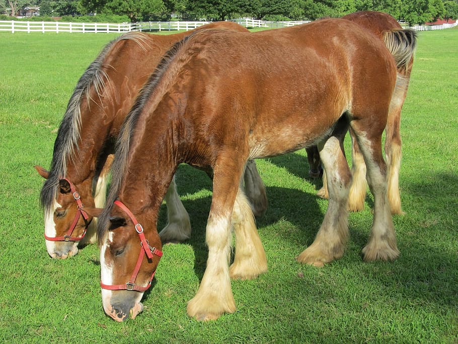 clydesdales, horses, purebred, yearlings, young, grazing, pasture, HD wallpaper