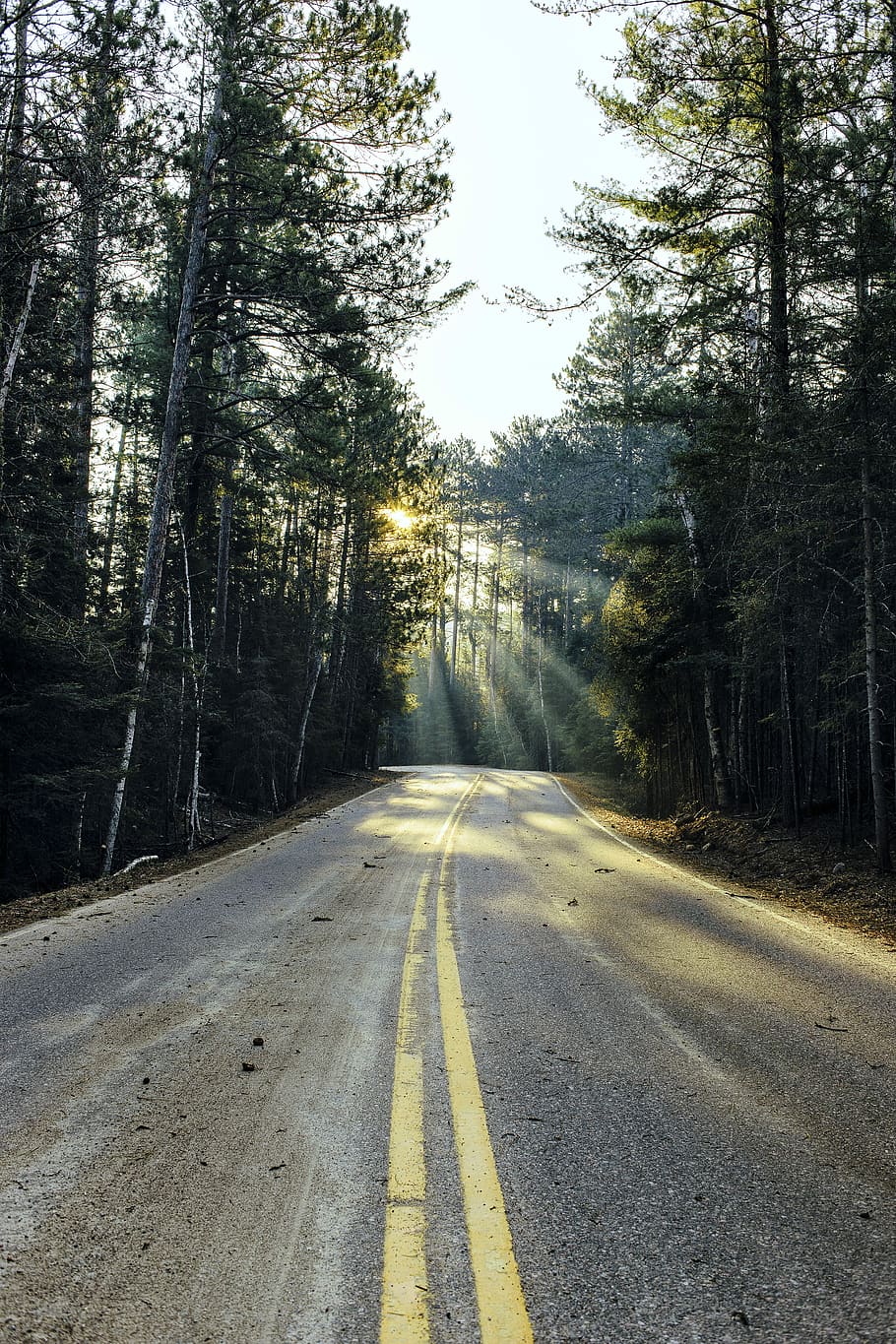 road surrounded with trees, empty concrete road between green trees HD wallpaper