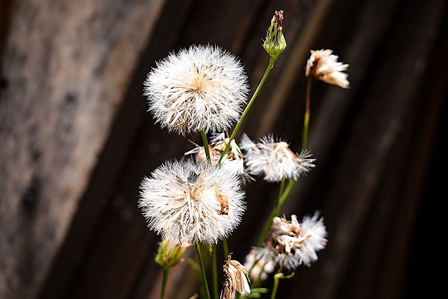 wallpaper, flower, decoration, fragility, nature, close-up HD wallpaper