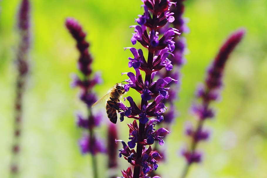lavender, bee, insect, violet, purple, pollination, garden HD wallpaper