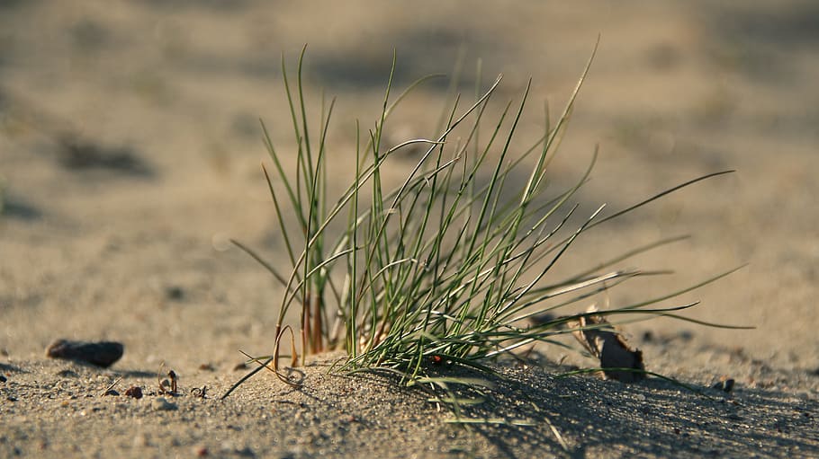 Sand, Beach, Plant, nature, grass, outdoors, dry, day, no people HD wallpaper