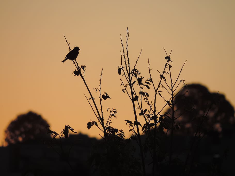Sparrow, Birds, Twilight, eventide, silhouette, sunset, outdoors HD wallpaper