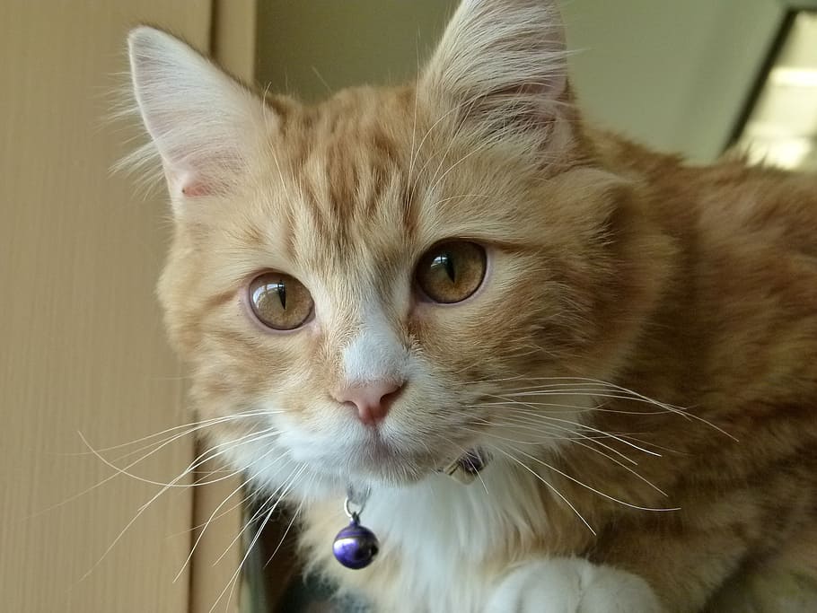 orange tabby cat wearing bell necklace, kitten, feline, yellow, HD wallpaper