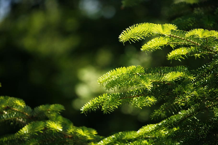 Fir, Branch, Green, Forest, Leaves, green color, nature, beauty in nature HD wallpaper