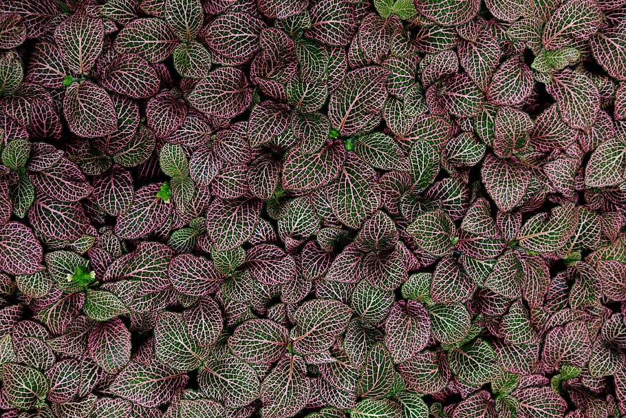 green leaf plants, maroon and green leaves, mint, red, texture HD wallpaper