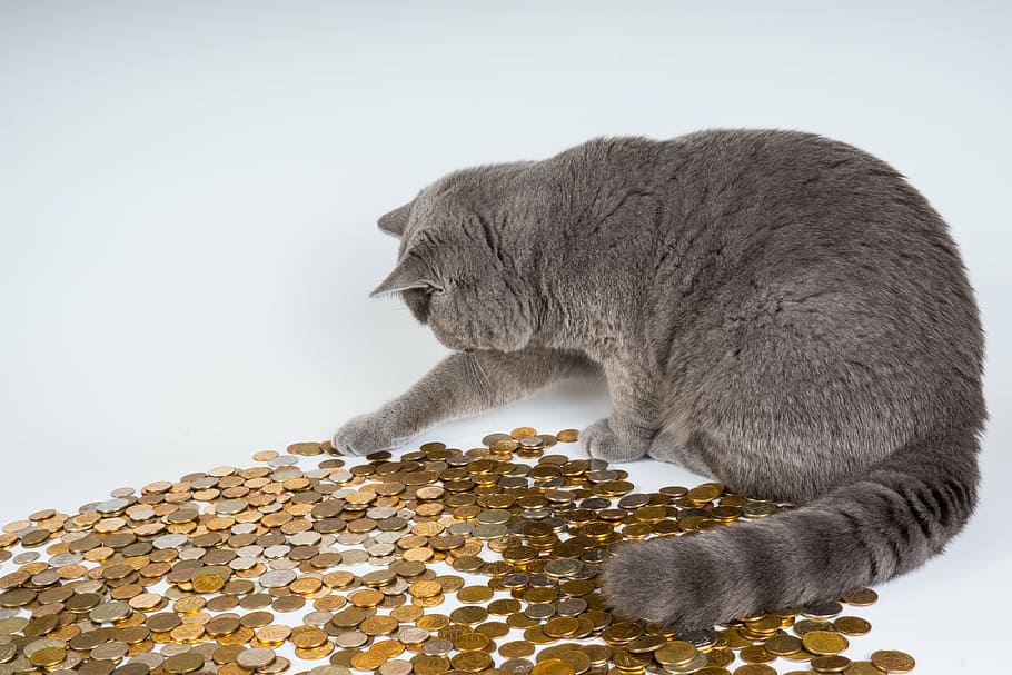 adult gray cat playing with coins, kittens, animals, pet, surprise HD wallpaper