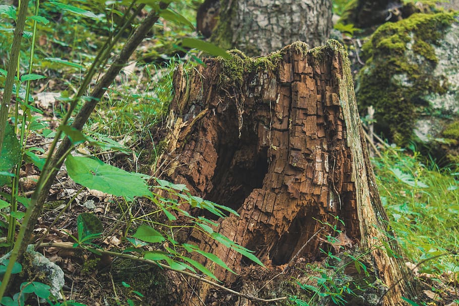 roots, trees, nature, forest, wood, green, landscape, woods HD wallpaper