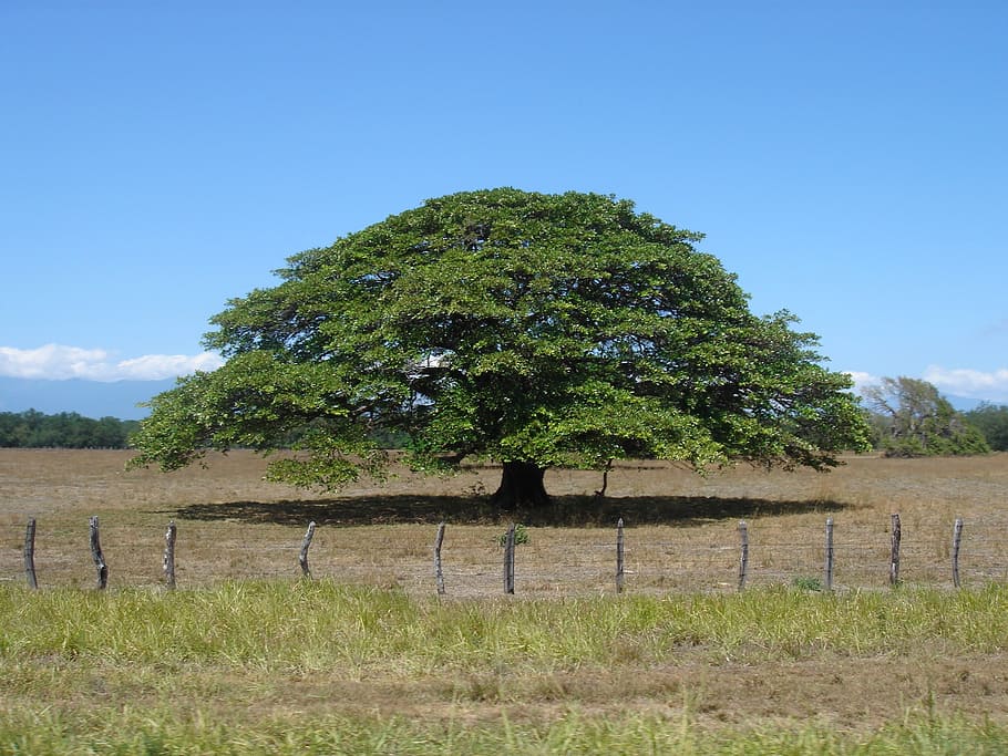 tree, sky, nature, plant, land, field, landscape, barrier, grass HD wallpaper