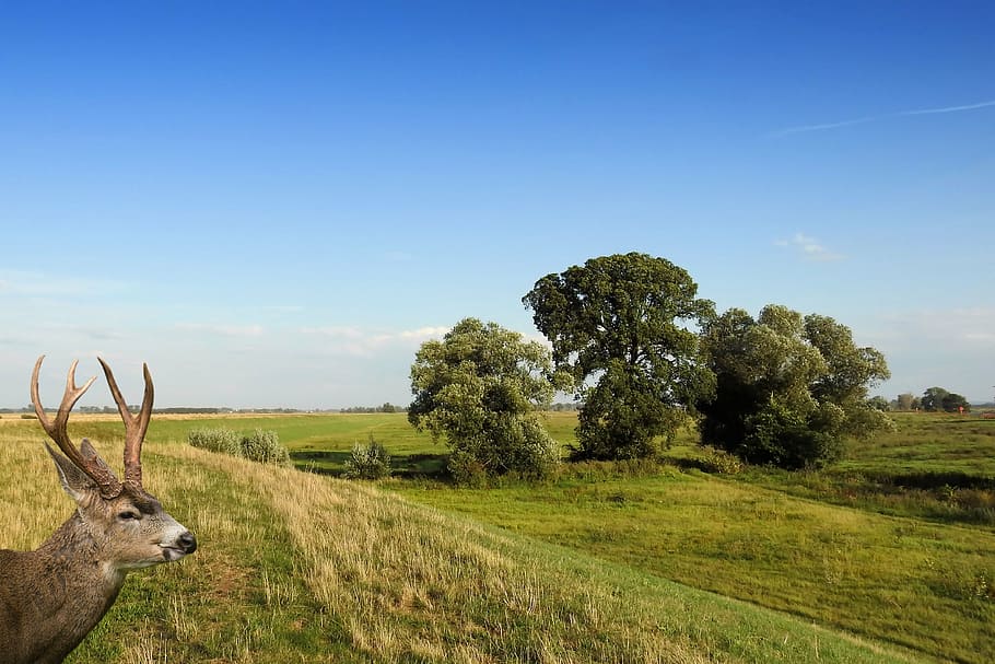 landscape, trees, hirsch, meadow, red deer, sky, nature, scenics HD wallpaper