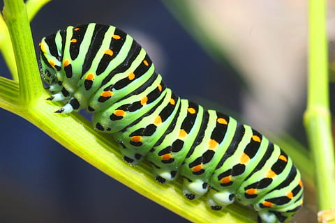 closeup photography of green, black and yellow caterpillar on yellow tree branch HD wallpaper