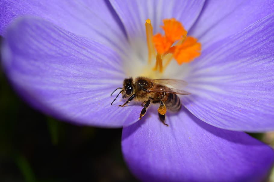 crocus, flower, blossom, bloom, close, bee, frühlingsanfang HD wallpaper