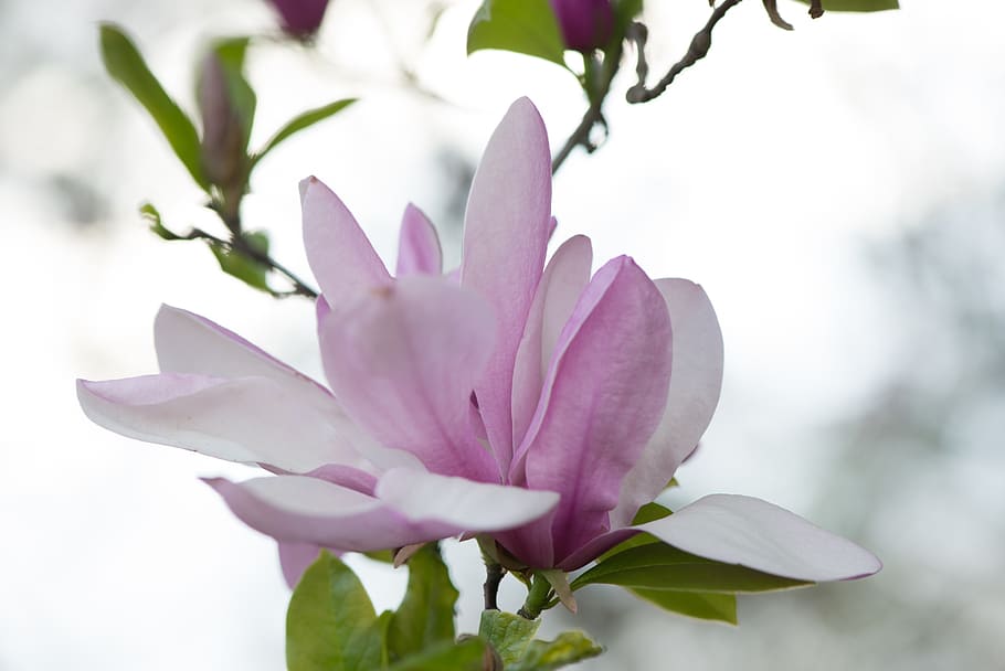 flowers, pink, summer, spring, japanese, japanese maple, plant HD wallpaper
