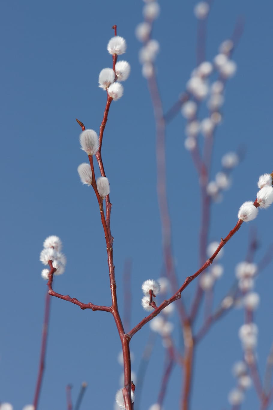 verba, branch, willow, spring, nature, flower, plant, flowering plant HD wallpaper