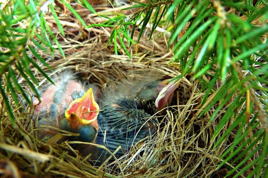 Hatched, Chicks, Bird, Hungry, Blind, feathered, nature, nest HD wallpaper