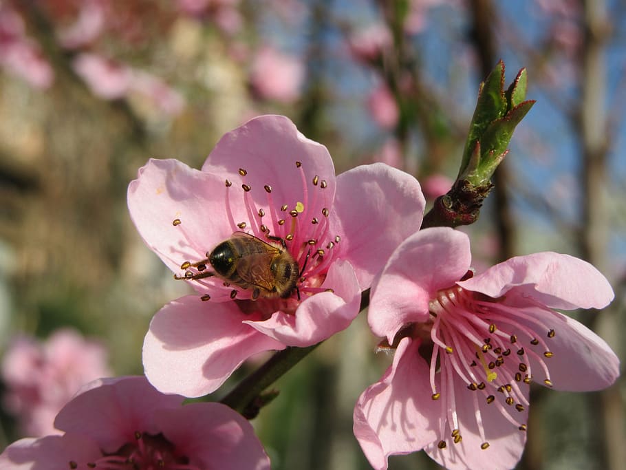 Spring, Flower, Tree, Branch, Blossom, pink, tree branches HD wallpaper