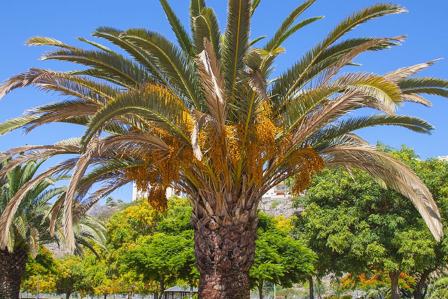 palm, spain, tree, plant, growth, tropical climate, palm tree HD wallpaper