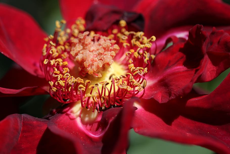worn, open, red, rose, stamen, pollen, flowers, district, inviting HD wallpaper