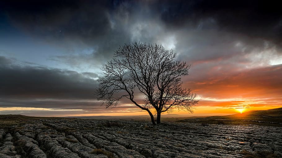 bare tree on plain during sunset, leafless, golden, hour, silhouette HD wallpaper