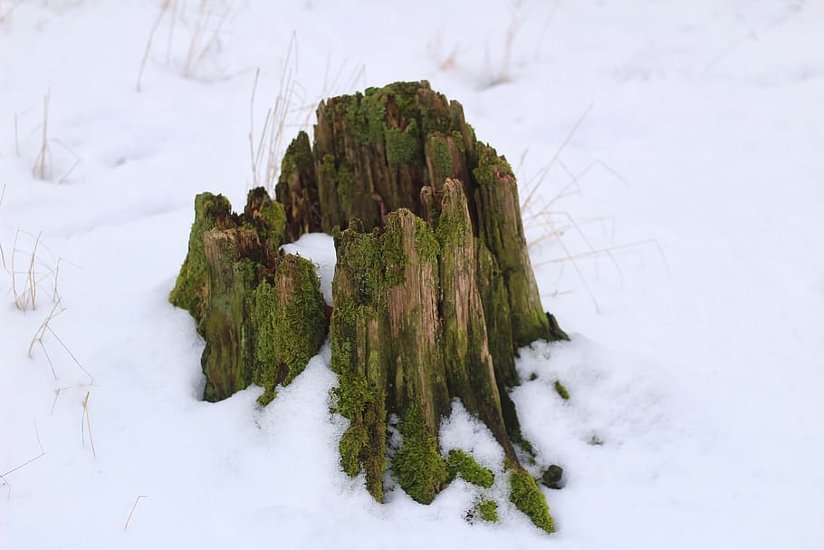 nature, winter, snow, tree stump, stub, january, cold temperature HD wallpaper