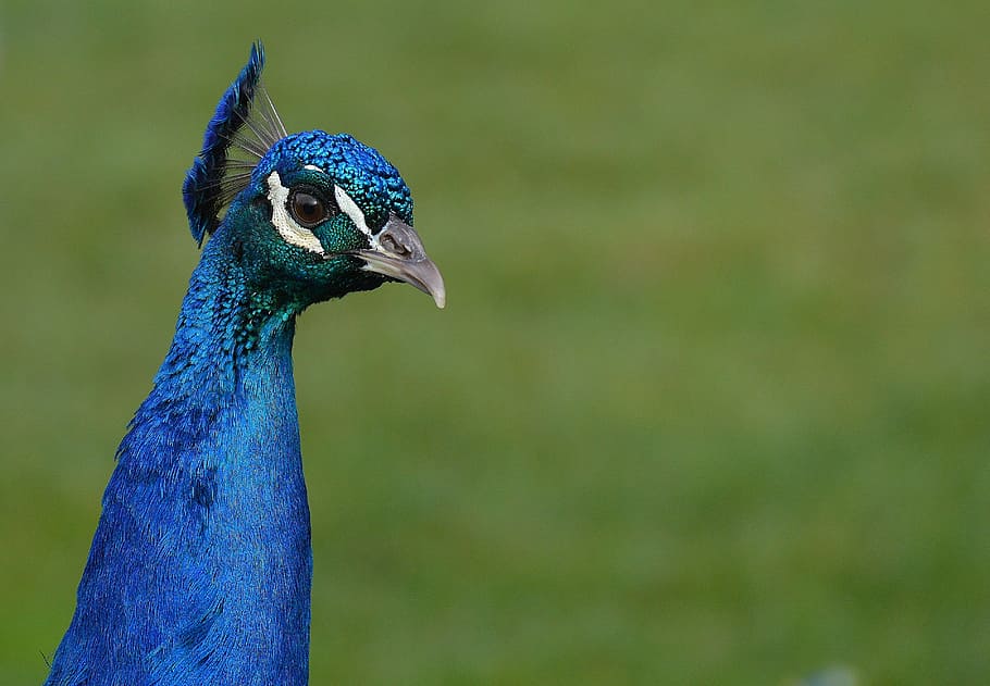 peacock, bird, poultry, feather, bill, nature, pride, beautiful HD wallpaper