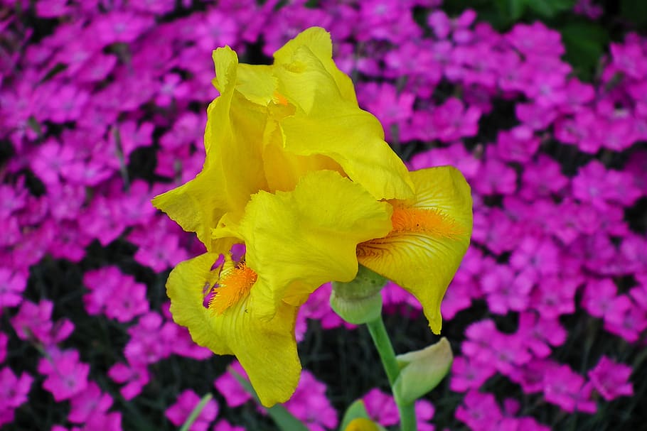 iris, flower, nature, spring, closeup, flowering plant, vulnerability HD wallpaper
