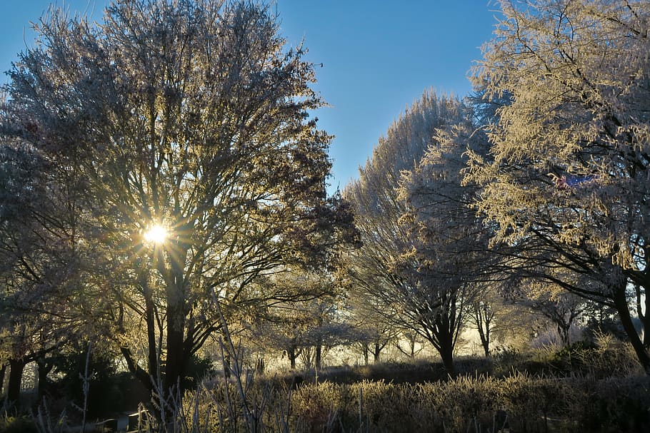 sun, trees, cold, hoarfrost, winter, frozen, eiskristalle, ice HD wallpaper