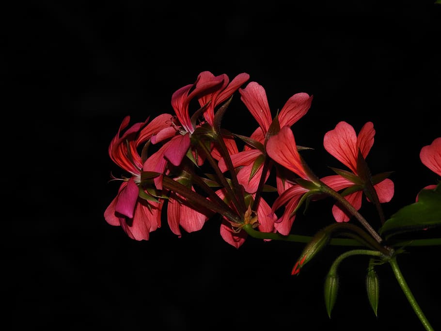 flower, red, black, black background, studio shot, plant, close-up HD wallpaper